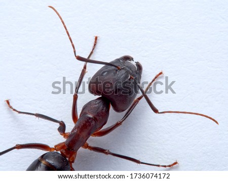Carpenter Ant on a white background, Camponotus pilicornis