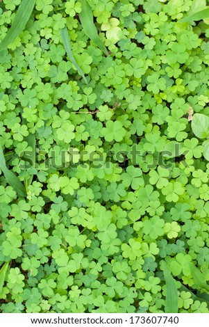 Bear Clover Leaf Green