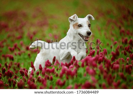 Dog running in a red clover in the field