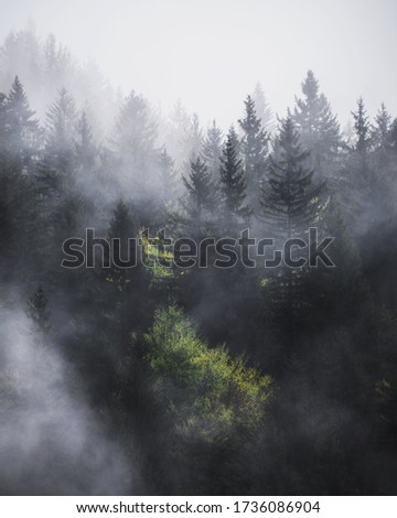A foggy day in the forest at morning with subtle mist surrounding trees.