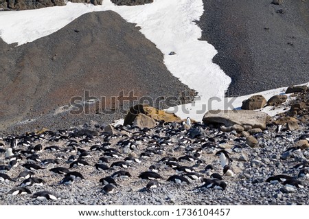 Adelie penguin rookery at Brown Bluff, Antarctica. Resting and breeding penguins. Mountain and snow in the background.
