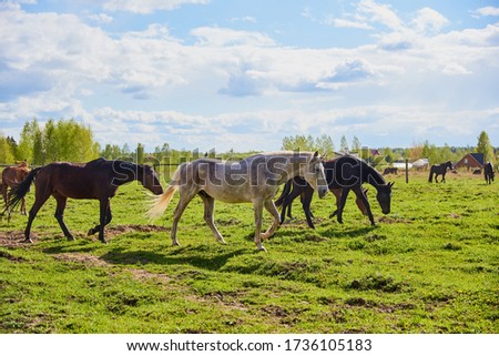 A herd of horses is walking on green grass, in the center of a gray speckled horse.