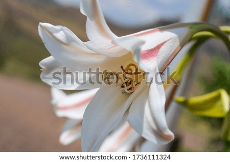 pink and white lily blooming