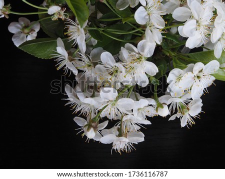 White cherry flowers on a black background closeup. Bright spring picture with blooming for the screensaver, wallpaper, card design, cover printing.
