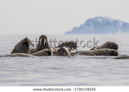 Walrus on Svalbard in the Arctic
