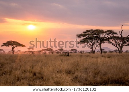 Sunset in Serengeti National Park, Tanzania, july 2017