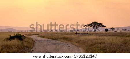 Sunset in Serengeti National Park, Tanzania, july 2017 Royalty-Free Stock Photo #1736120147