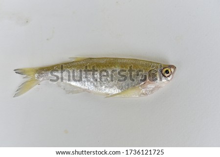 Freshwater fish with silver scales on a white background
