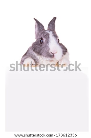 Easter baby rabbit, close-up portrait on a white background  