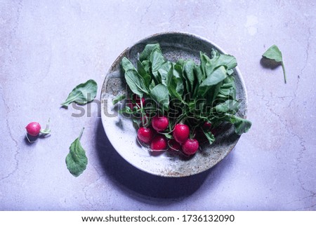 A bunch of freshly harvested red baby radishes on a plate by the window on light pink purple grey background, flat lay