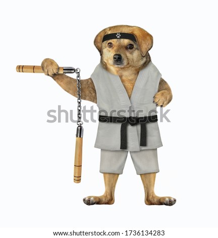 The beige dog karate athlete in a kimono and a black headband is making exercise with nunchuck. White background. Isolated.