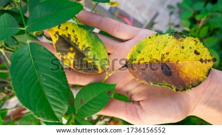 The hand of a female gardener holds a diseased leaf of a rose.v Plant disease. Fungal leaves spot disease on rose bush causes the damage. Fungal disease Black spot of rose caused by Diplocarpon rosae. Royalty-Free Stock Photo #1736156552
