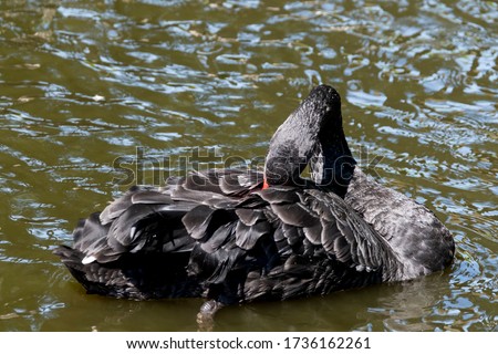 One black swan with red beak, swim in a pond. The swan itches with its beak in its feathers. Reflections in the water.