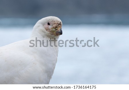 Portrait of a white bird. Snowy Sheathbill. The picture was taken at Point Wild, Elephant Island, Antarctica. 