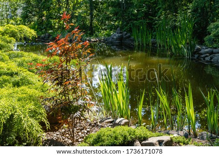 Acer Palmatum maple with bright orange and red leaves on  shore of garden pond. Blurred background of evergreens. Selective focus. Close-up. Spring landscaped garden. Sunny day. Place for your text.