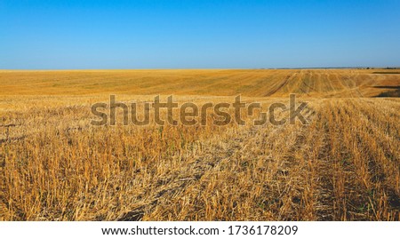 Autumn rural sunny landscape.Clear blue sky over the empty farm field after harvesting.Golden field stubble.
