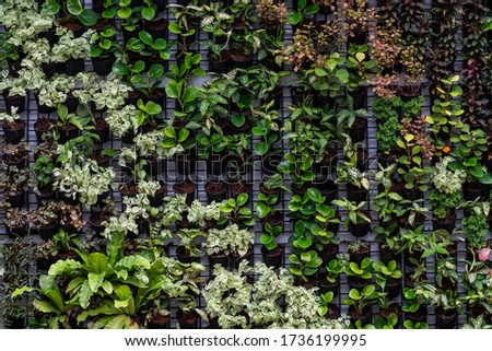 Beautiful vertical garden on the wall of the building Consisting of many vegetables. Ideas for interior and exterior design and background.