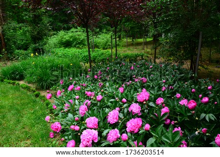 Spring garden with Pink peonies flowers.Pink flower peony flowering