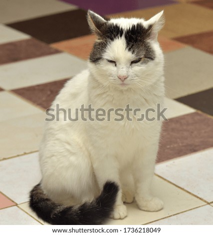 cute white with gray ears cat