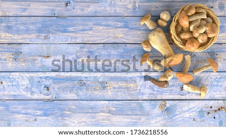 3d illustration of mushrooms and accessories