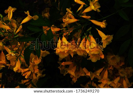 Beautiful yellow elden flower in the garden