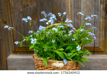 Wicker basket with a bouquet of forget-me-nots on a wooden background. Spring backdrop.