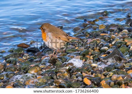 A Robin (Erithacus rubecula) near the Medway river shore, coming very close to the photographer.