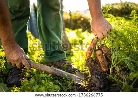 Senior gardener gardening in his permaculture garden - harvesting carrots Royalty-Free Stock Photo #1736266775