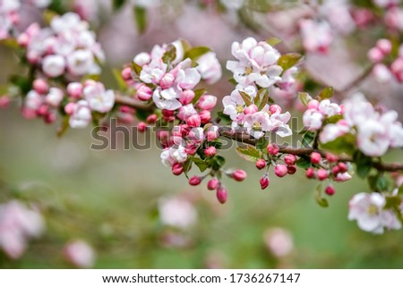 Blooming flowers of apple tree on branches. Close up of apple flowers with defocus in background. Apple blossom over nature background.