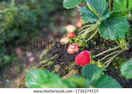 beauty ripe strawberries in the my garden, sweets and freshness
