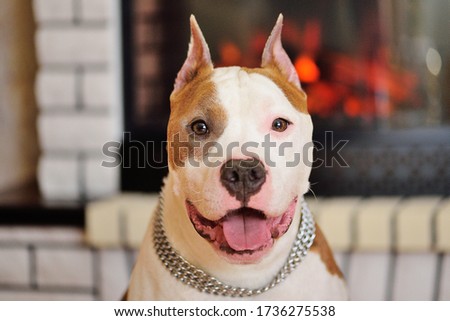 a dog of the American Staffordshire Terrier breed against the background of a white brick fireplace.