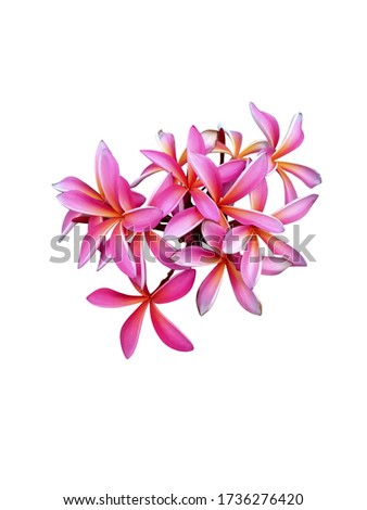 Beautiful Pink plumeria bouquet isolated white background. tropical flower