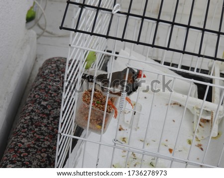 cute bird standing in the cage
