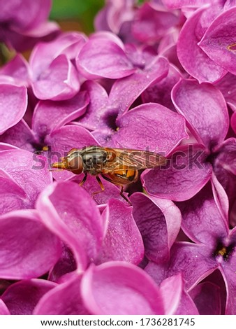 Rhingia is a genus of hoverflies on lilac flowers. Pink lilac blossom