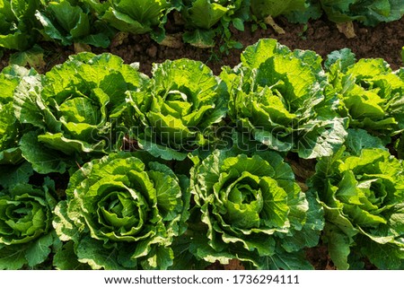 green cabbage in the farm, fresh and organic