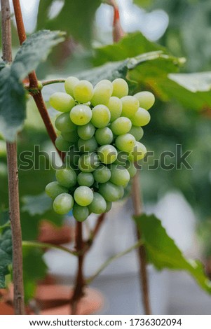 Green grape fruit and green leaves
