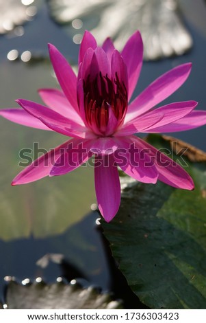 Beautiful waterlily in pond, closeup nature view of lotus flowers on blurred greenery background in garden as summer.

