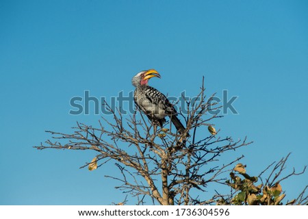 
a Southern Yellow-billed Toco sitting on a branch