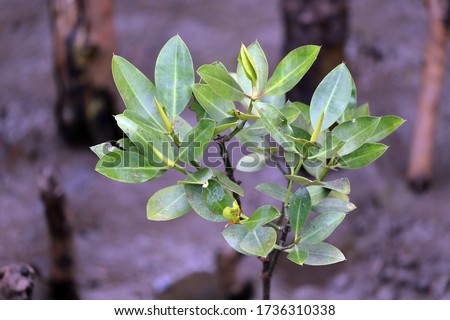 Little Avicennia marina tree in Mangrove forest Royalty-Free Stock Photo #1736310338