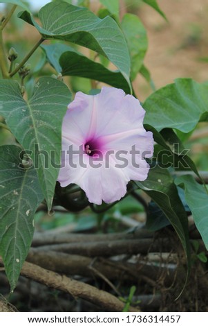 Photography of beautiful epomoea carnea flower 