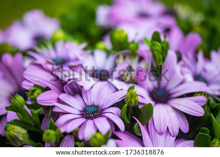 Selective focus on Colorful osteospermum sunflowers blooming during spring season