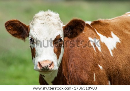 Portrait of a Dairy cow in rural Ireland