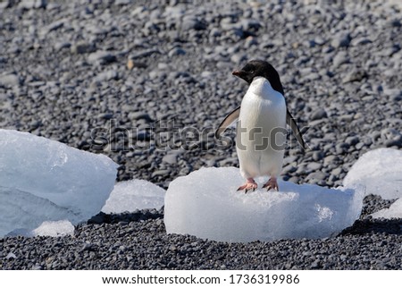 Cute little Adelie penguin standing on a tiny iceberg on the beach. The picture was taken at Brown Bluff, Antarctica.