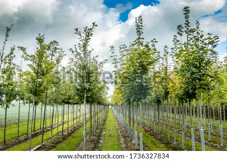 Lined up young trees at a tree nursery in Bavaria Royalty-Free Stock Photo #1736327834