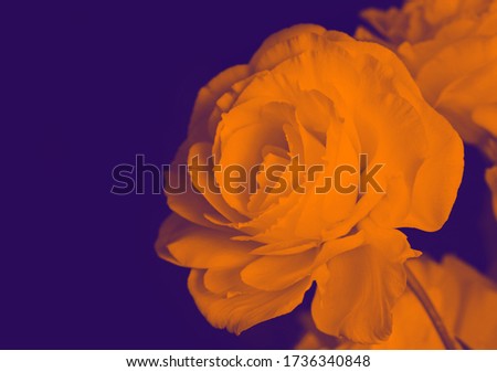 Close up eustoma flower in unusual shades of color orange and blue