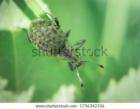 Weevil beetle sitting on a leaf in spring day, macro