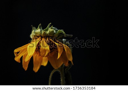 wilted sunflower with black background