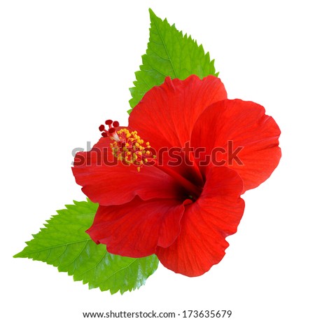 Red Hibiscus on white background Royalty-Free Stock Photo #173635679