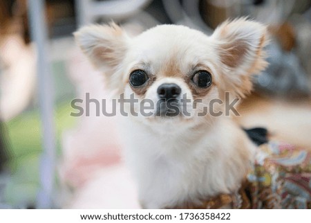 Dog Chihuahua head portrait - Short-haired.funny chihuahua dog posing on  floor.