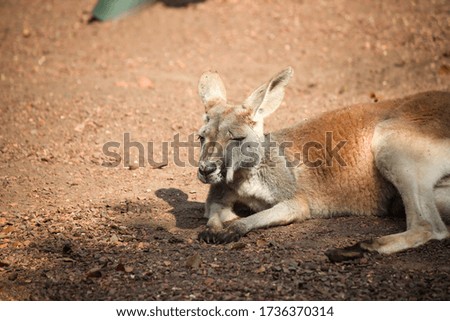 Kangaroo sleeping in the shadow